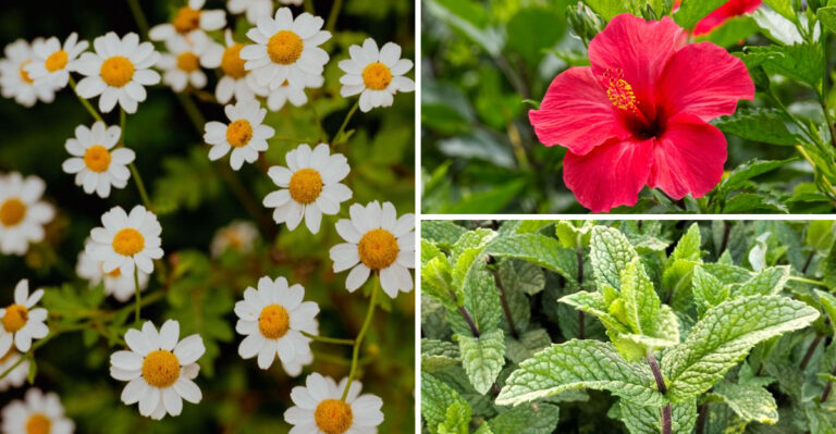 7 Plants Every Kentucky Homeowner Can Grow For A Backyard Tea Garden