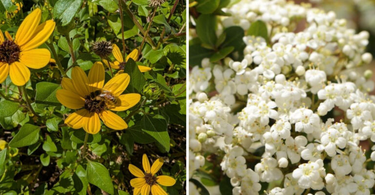 7 Plants That Give New Florida Homeowners The Best Possible Start In The Garden