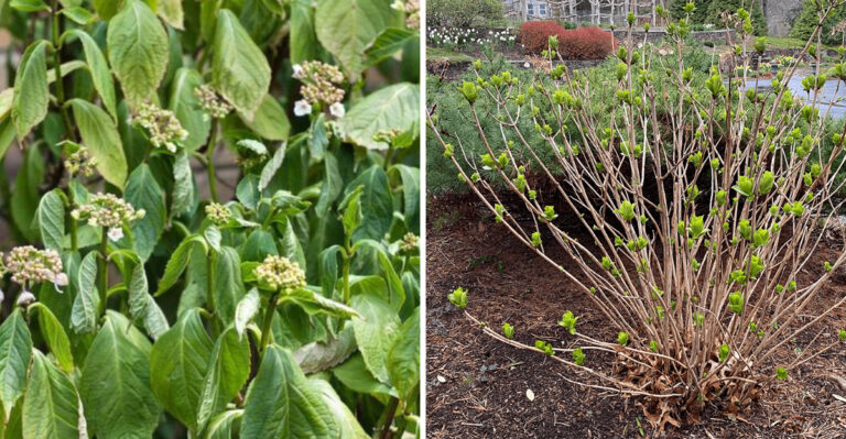 7 Real Reasons Your Texas Hydrangeas Leaf Out But Never Bloom
