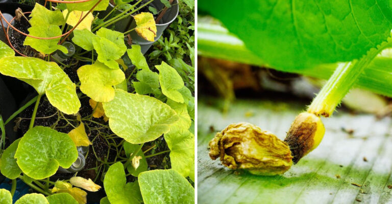 7 Signs Michigan Squash Plants Are In Trouble Before Fruit Growth Slows