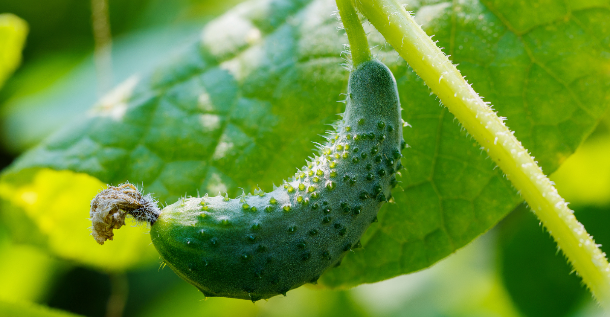 cucumber curling