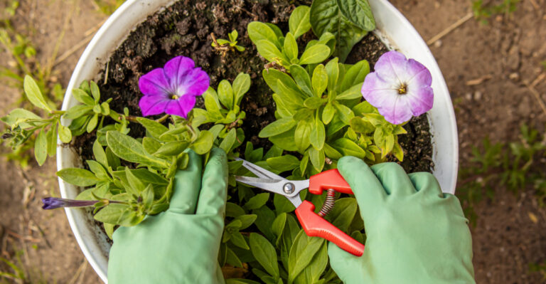 pinching petunias