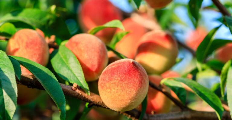 Image Credit: © ABCDstock / Shutterstock