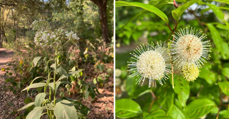 frostweed and buttonbush