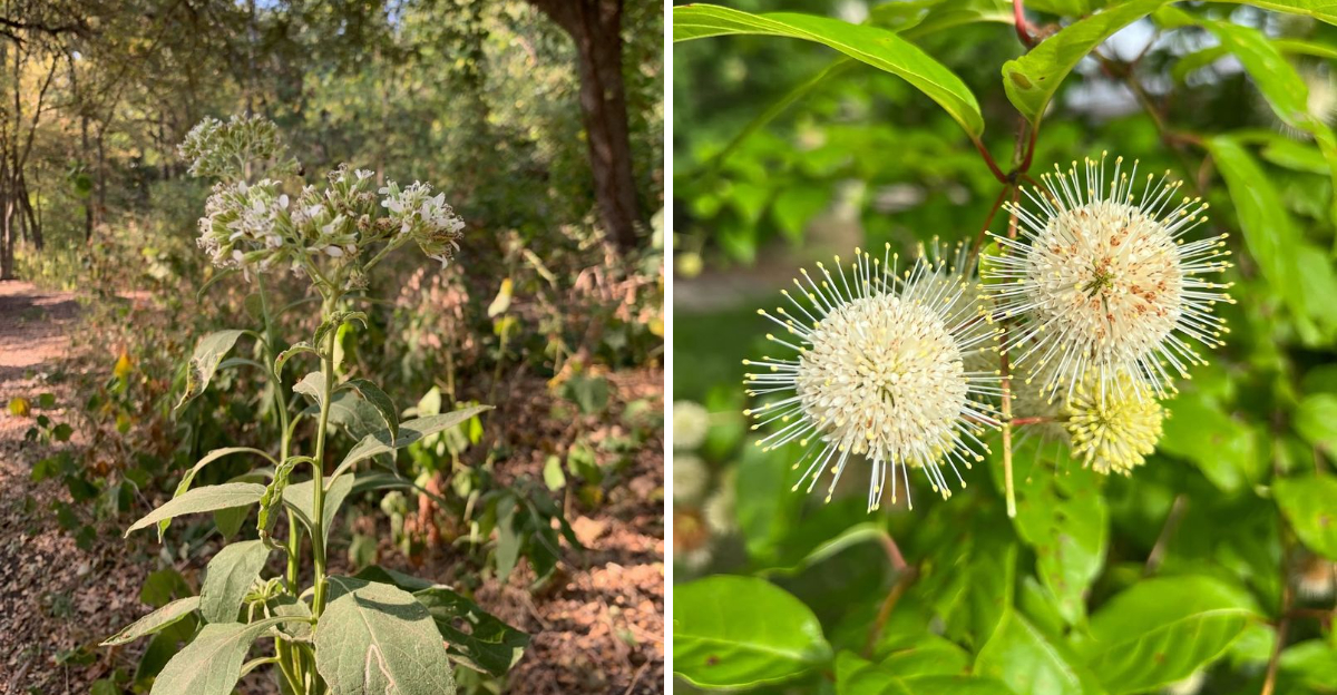 frostweed and buttonbush