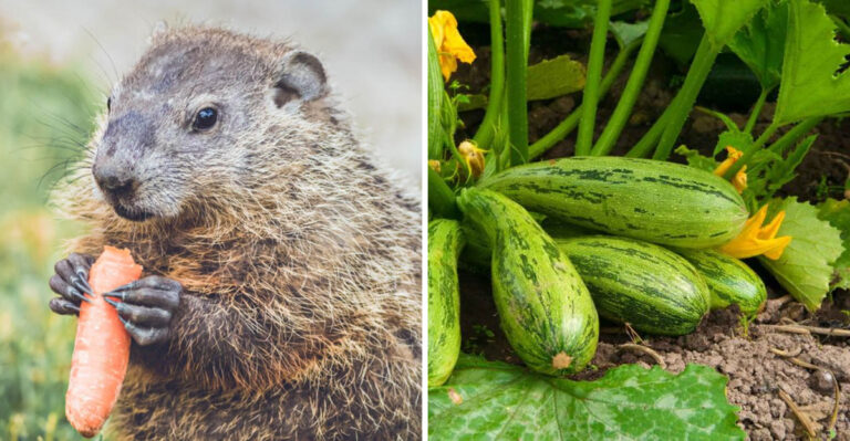 7 Vegetables Groundhogs Destroy First In Pennsylvania Gardens