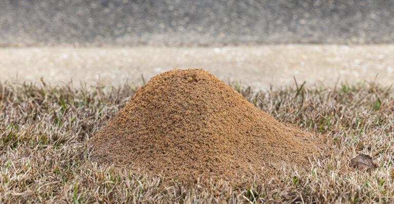 7 Yard Habits Making Alabama’s Fire Ant Problems Worse Each Summer