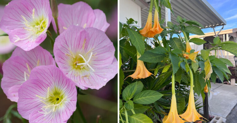 8 After-Dark Fragrant Plants Every California Patio Deserves