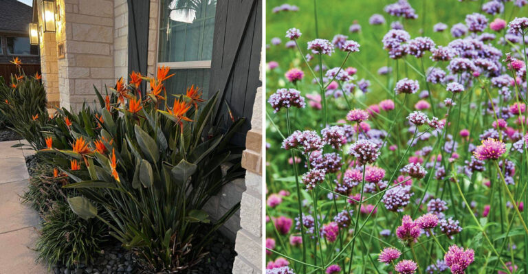 8 Arizona Desert Plants You Can Still Plant In July Heat