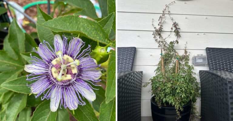 8 Arizona Native Vines That Create Shade Without Guzzling Water