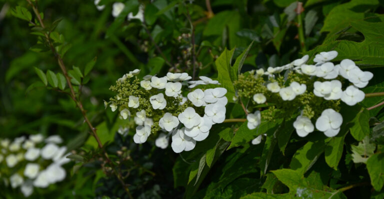 8 August Oakleaf Hydrangea Care Tips For A Blooming Spring Ahead In South Carolina