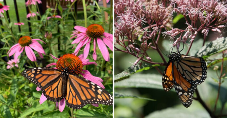 8 Best Ohio Natives To Plant Before Monarchs Move Through In July