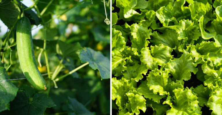 8 Budget-Friendly Plants Worth Growing In South Carolina Gardens
