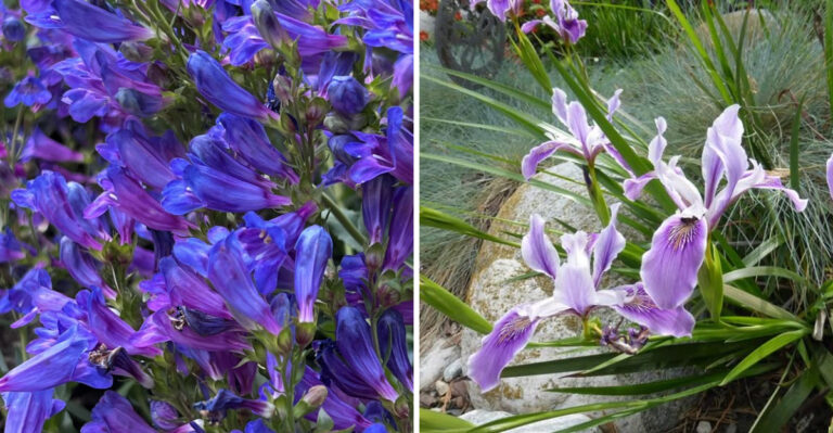 8 California Native Perennials That Perform Best When You Stop Paying Attention To Them