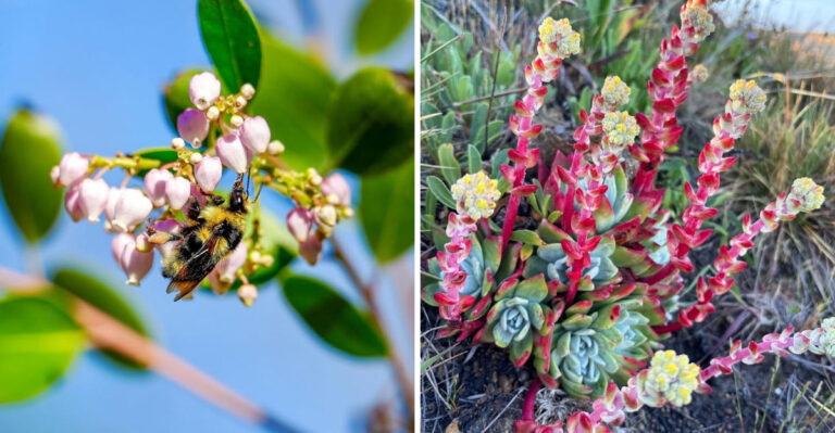 8 California Plants That Laugh At Hot Driveways And Blazing Walls