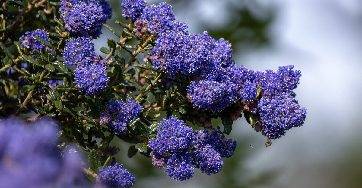 Image Credit: © Chris Lawrence Images / Shutterstock