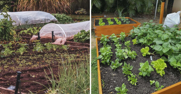8 Corn Belt Gardening Tricks That Work In Iowa Suburban Yards