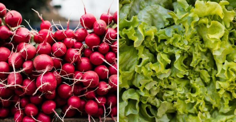 8 Crops Gardeners Should Avoid Planting In Maryland This July