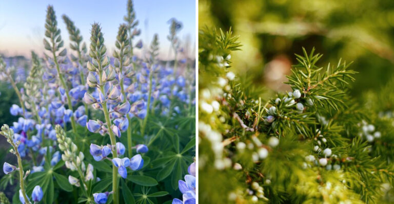 8 Drought-Proof Native Plants Every Massachusetts Gardener Should Know