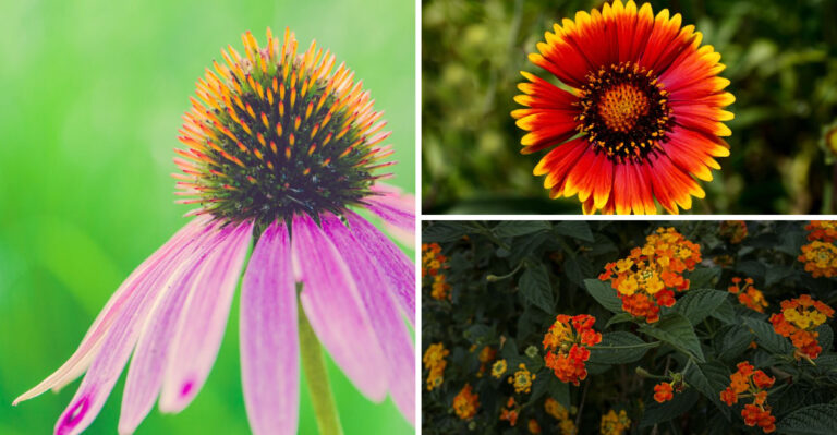 8 Drought-Tolerant Flowers That Save Gardeners Time And Water