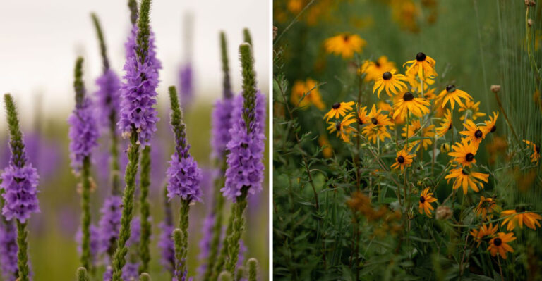 8 Drought-Tolerant Native Wildflowers That Thrive Across New York Summers