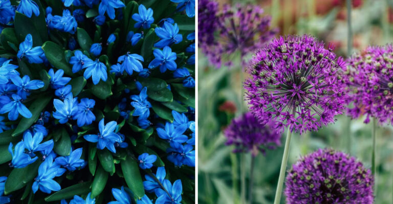 8 Fall Bulbs Wisconsin Gardeners Should Order Before They Sell Out