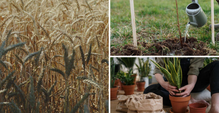 8 Fall Gardening Questions Colorado Gardeners Are Asking Right Now