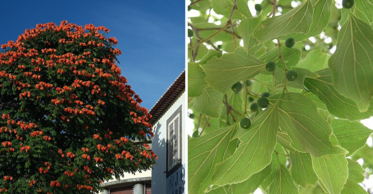 8 Fast-Growing Illinois Native Trees That Will Outlast Your Bradford Pear
