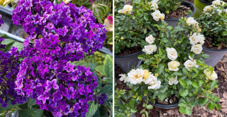8 Fragrant Michigan Balcony Plants That Make Small Spaces Smell Amazing