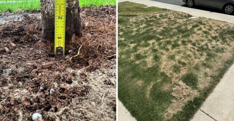 8 Gardening Mistakes New Jersey Homeowners Keep Paying For