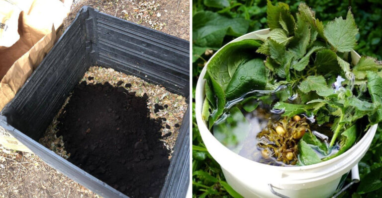 8 Homemade Fertilizers Oregon Gardeners Swear By For Happier Plants