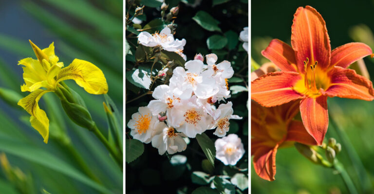 8 Invasive Flowers Maryland Homeowners Should Never Plant