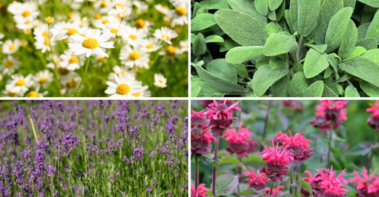 8 Low-Maintenance Plants For A Tennessee Tea Garden