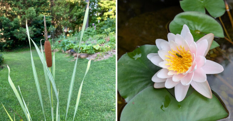 8 Michigan Shoreline Plants Homeowners Should Never Remove Without Checking The Rules