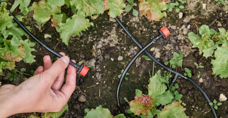 8 Money-Saving Backyard Gardening Ideas Oregon Homeowners Should Try