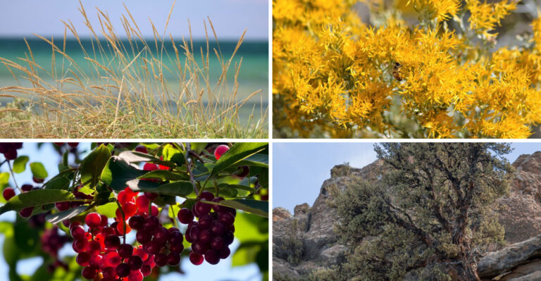 8 Montana’s Toughest Native Plants For Big Sky Gardens