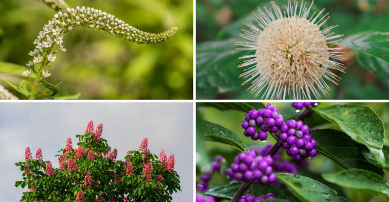 8 Native Plants Every Mississippi Delta River Valley Yard Should Consider
