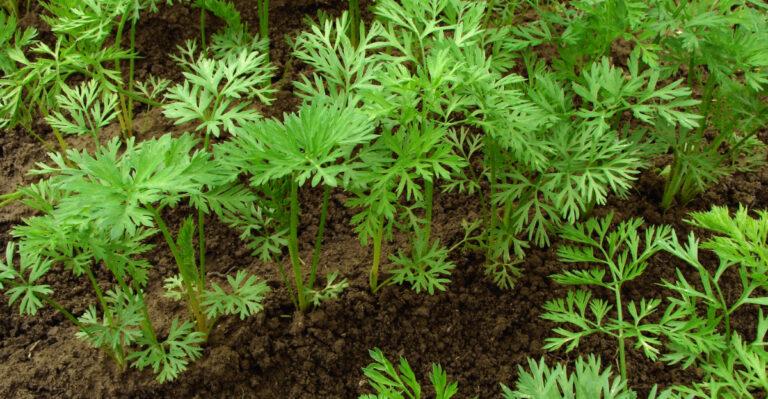 carrot seedlings