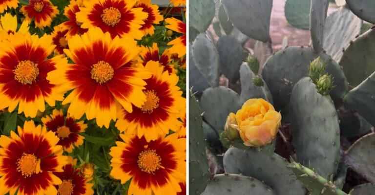 8 Ohio Native Container Plants That Can Handle August Heat Like Pros