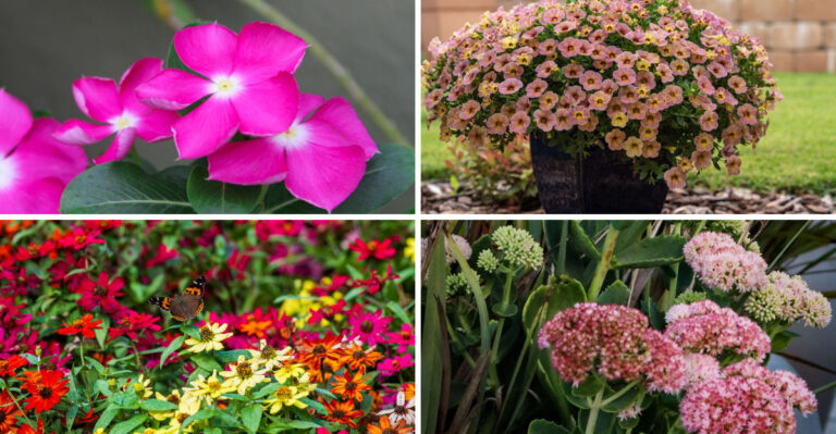 8 Plants For A Missouri Deck That Can Handle Full Sun And Reflected Heat