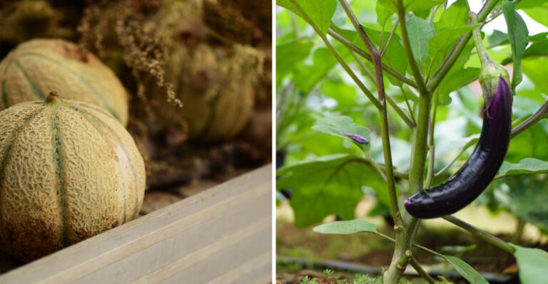 8 Plants New Jersey Gardeners Should Avoid Starting In July, No Matter How Tempted They Are