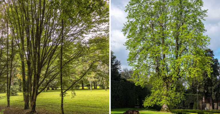 8 Plants New Jersey Gardeners Use To Cool Down Their Yards