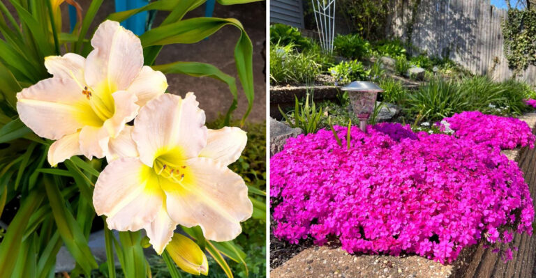 8 Plants North Carolina Gardeners Use To Fill The Gap After Spring Bulbs Fade