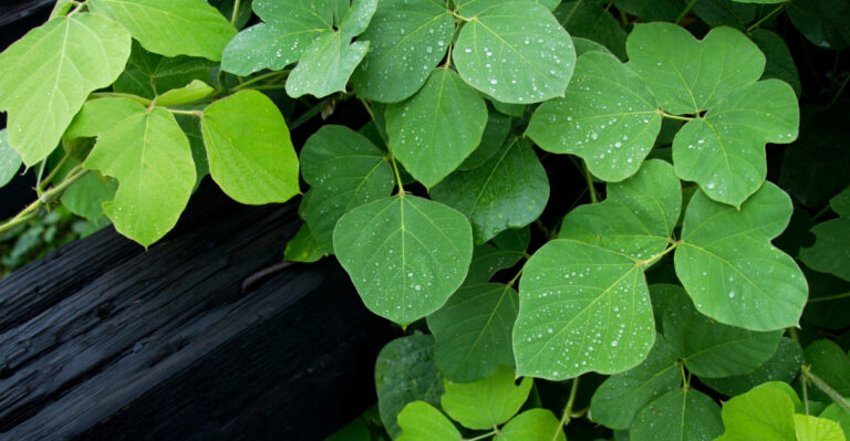 8 Reasons Alabama Kudzu Is Spreading Fast This Summer