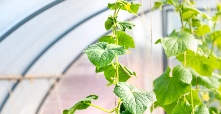 8 Reasons Cucumber Vines Suddenly Stop Producing
