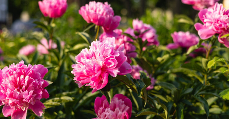 8 Reasons Minnesota Peonies Still Need Special Care In July After Blooming Ends