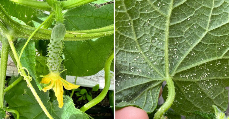 8 Reasons Texas Cucumber Vines Suddenly Stop Producing