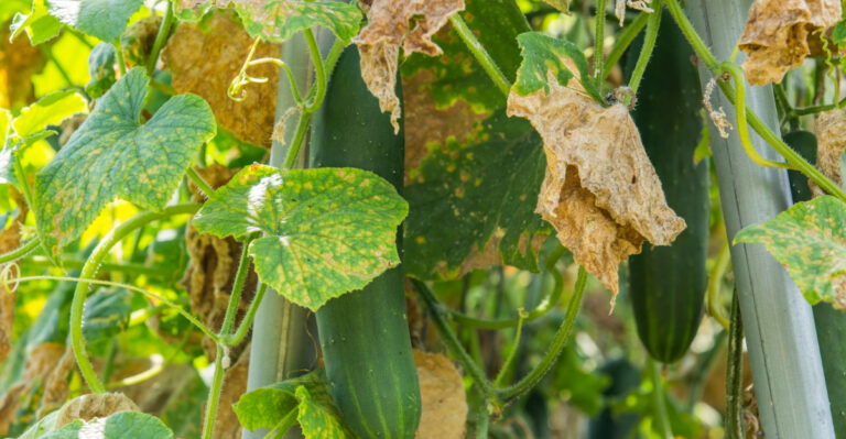 8 Signs Of Cucumber Heat Stress You Shouldn’t Ignore