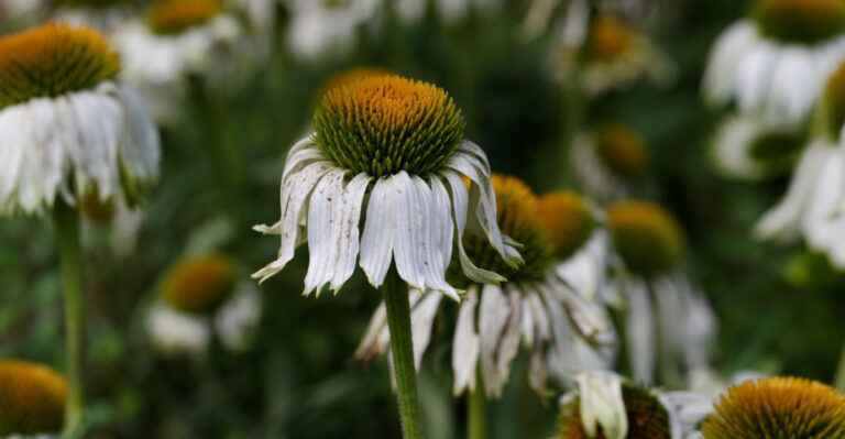 8 Simple Ways To Revive Fading Coneflowers In Your Tennessee Garden