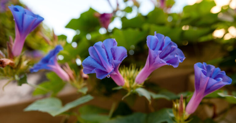 8 Steps To A Balcony Pot Full Of Morning Glory Blooms